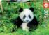 Panda Bear Bear Jigsaw Puzzle