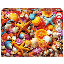 Shell Collage Collage