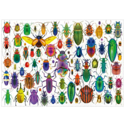 Beetles Butterflies and Insects