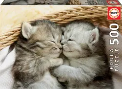 Sweet Kittens Cats