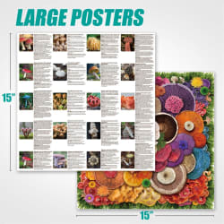 Mushroom Food and Drink