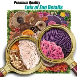 Mushroom Food and Drink