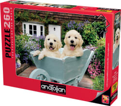 Puppies In A Wheelbarrow Dogs
