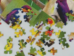 Birds of Paradise Birds