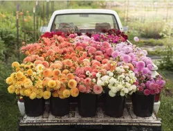 Floret Farm's Cut Flower Garden Flower & Garden