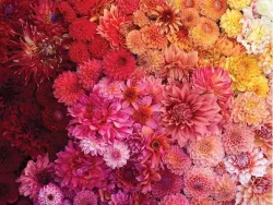 Floret Farm's Cut Flower Garden Flower & Garden