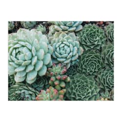 Succulent Garden Flower & Garden