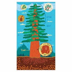 Puz Set Plant Anatomy Flower & Garden