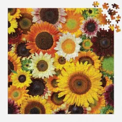 Sunflower Blooms Flower & Garden