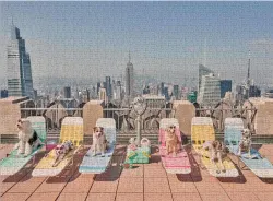 The Dogs of New York City New York