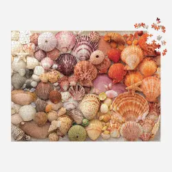 Vibrant Seashells Collage