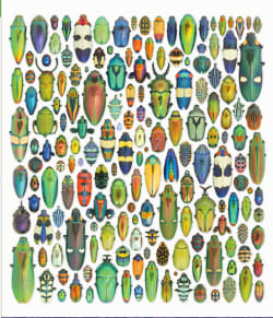 Exquisite Creatures Butterflies and Insects