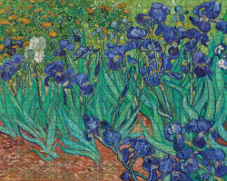 Irises Fine Art