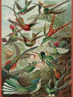 Hummingbirds Birds