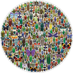 Macrocosm Butterflies and Insects