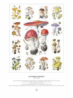 Mushrooms: Alexander Viazmensky Flower & Garden