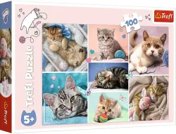 In the Cat's World Cats