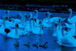 Swan Family Birds Glow in the Dark Puzzle