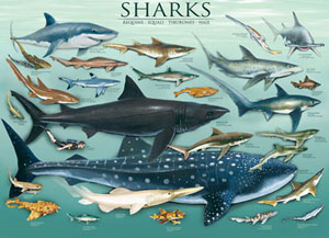 Sharks Sea Life Jigsaw Puzzle By Eurographics