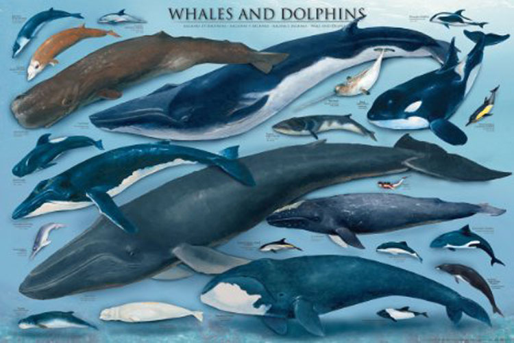 Whales & Dolphins Dolphin Jigsaw Puzzle By Eurographics