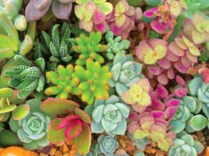 Bright Succulents Flower & Garden Large Piece By Ceaco