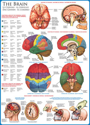 The Brain Science Jigsaw Puzzle By Eurographics