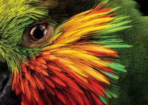 Edward's Fig Parrot Birds Jigsaw Puzzle By Buffalo Games