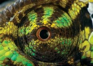 Chameleon Eye Reptile & Amphibian Jigsaw Puzzle By Buffalo Games
