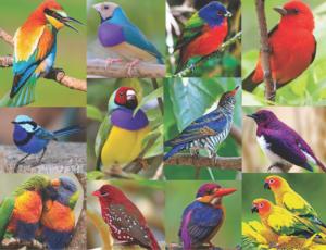 Birds Of Paradise Birds Jigsaw Puzzle By Springbok