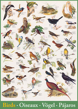 Birds Birds Jigsaw Puzzle By Eurographics