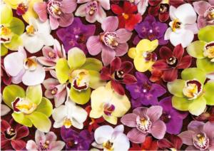 Orchid Collage Flower & Garden Jigsaw Puzzle By Educa