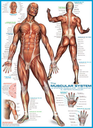 The Muscular System Science Jigsaw Puzzle By Eurographics