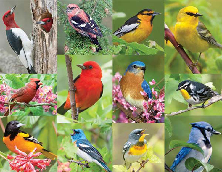 Birds of A Feather Collage Jigsaw Puzzle By Springbok