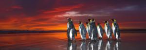 King Penguins Sunrise & Sunset Panoramic Puzzle By Heye