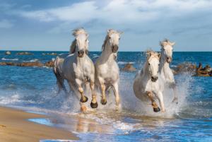White Horses Horse Jigsaw Puzzle By Tomax Puzzles