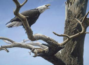 Call of the Wild Birds Jigsaw Puzzle By Cobble Hill