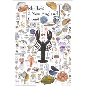 Shells of the New England Coast Sea Life Jigsaw Puzzle By Heritage Puzzles