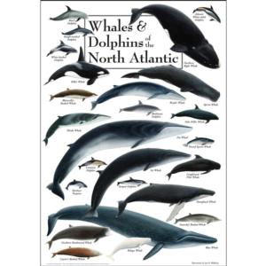 Whales & Dolphins of the North Atlantic Dolphin Jigsaw Puzzle By Heritage Puzzles