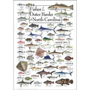 Fishes of the Outer Banks Fish Jigsaw Puzzle By Heritage Puzzles