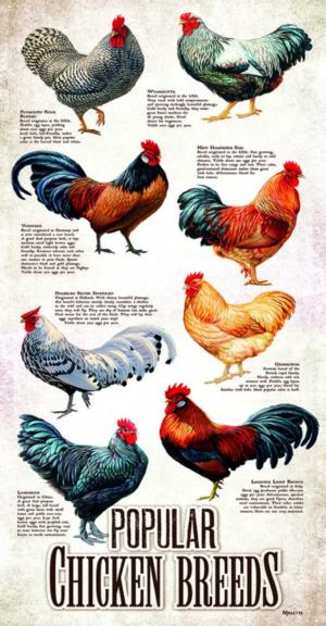 Popular Chicken Breeds Educational Jigsaw Puzzle By SunsOut