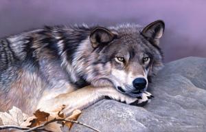 Time Out Wolf Jigsaw Puzzle By SunsOut