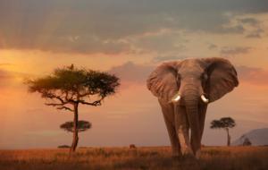 African Sunset Elephant Jigsaw Puzzle By Clementoni
