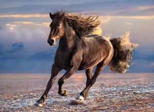 Free Horse Horse Jigsaw Puzzle By Clementoni