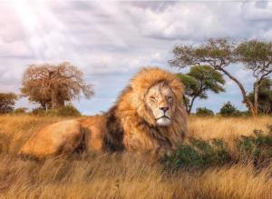 The King Big Cats Jigsaw Puzzle By Clementoni