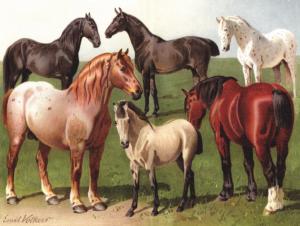 Horse Breeds Horse Jigsaw Puzzle By New York Puzzle Co