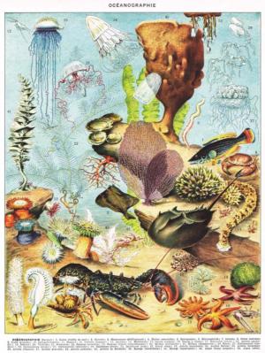 Océanographie Sea Life Jigsaw Puzzle By New York Puzzle Co