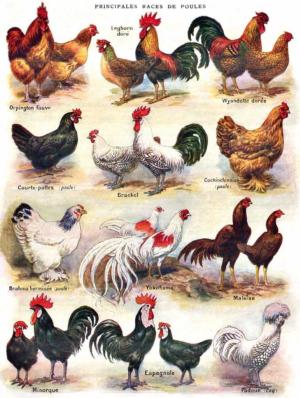 Poules Poultry Farm Animal Jigsaw Puzzle By New York Puzzle Co