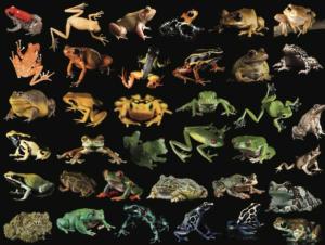 Photo Ark Frogs Photography Jigsaw Puzzle By New York Puzzle Co