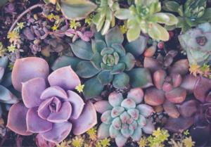 Succulents Collage Jigsaw Puzzle By Turner