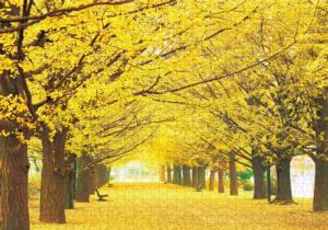 Ginko Parkway Landscape Jigsaw Puzzle By Puzzlelife